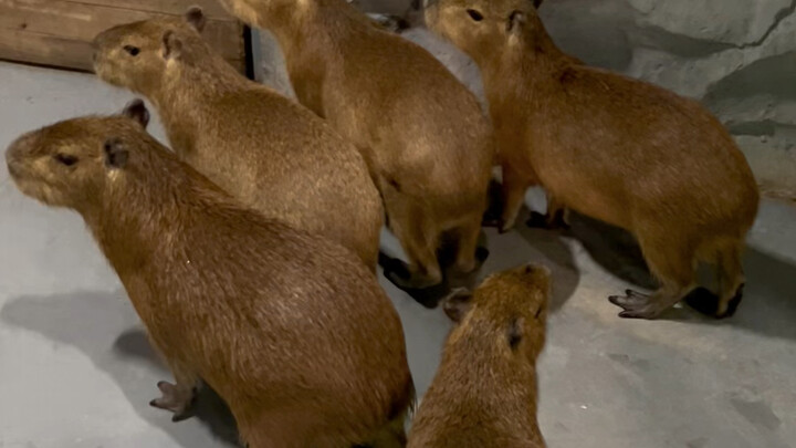 What Happens When a Capybara Doesn’t Want to Go to Work?