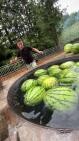 Make a watermelon ice jelly today!