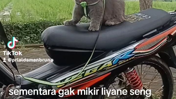 kalian punya bsh kayak aku