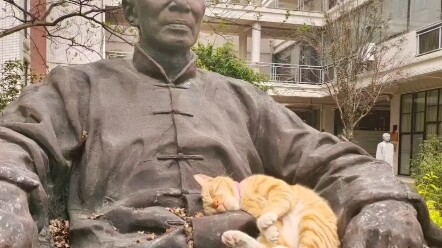 Mèo Mèo Giáo tái xuất giang hồ