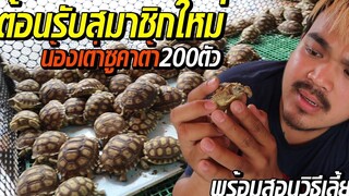 ต้อนรับสมาชิกใหม่200ตัวน้องเต่าซูคาต้า พร้อมสอนวิธีเลี้ยง