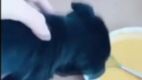 มุแง้ แมวตลอก หมาตลก ต่างประเทศ ใหม่ล่าสุด [ดูเพลินๆ 2021]:EP.12