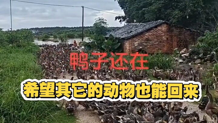 Saudara-saudara di Guangxi, akhirnya ada kabar baik! Para peternak bebek semuanya berhasil memulangk