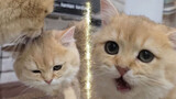 Papa cat grooms kitten's face but he's too strong!