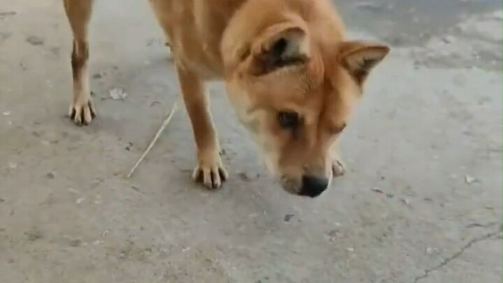 Tak ada yang bisa menolak anak anjing yang sopan, bukan?