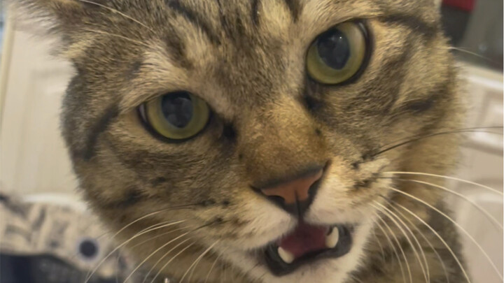 Si kucing ngomong sendiri sambil ngejelek-jelekin dirinya sendiri: “Kenapa yang dipukul tetap aku? K