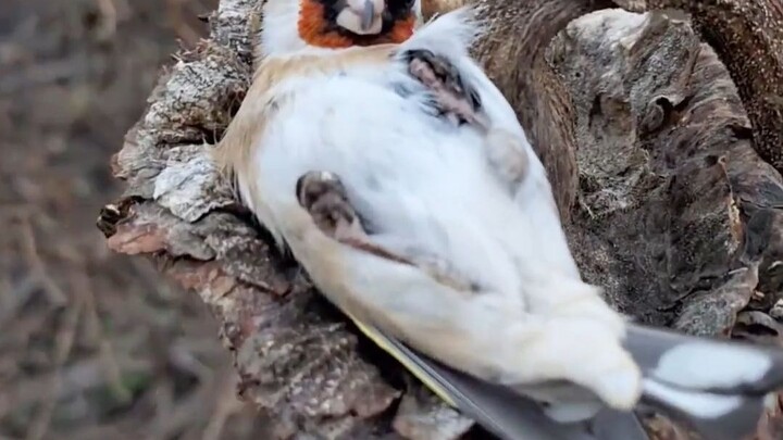 The golden-winged sparrow is even lazier than the nightingale; protecting wildlife is everyone’s res