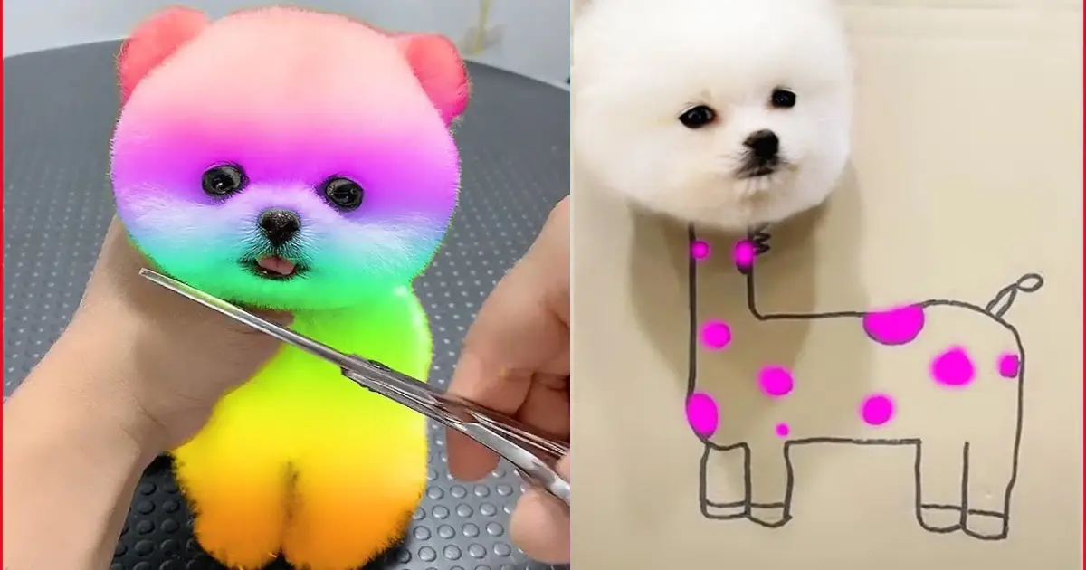 Funny and Cute Dog Pomeranian 😍🐶| Funny Puppy Videos #102 - Bilibili