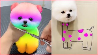 Funny and Cute Dog Pomeranian 😍🐶| Funny Puppy Videos #102