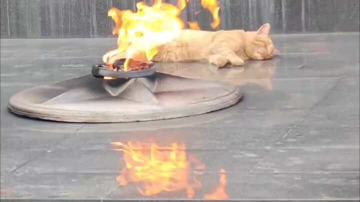 After school, I found a little Hachiko sleeping by the campfire—so cute!