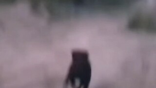 silly dog.........