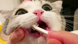 Bí quyết để mèo ngoan ngoãn đánh răng: Nuôi một chú mèo thật ngốc nghếch