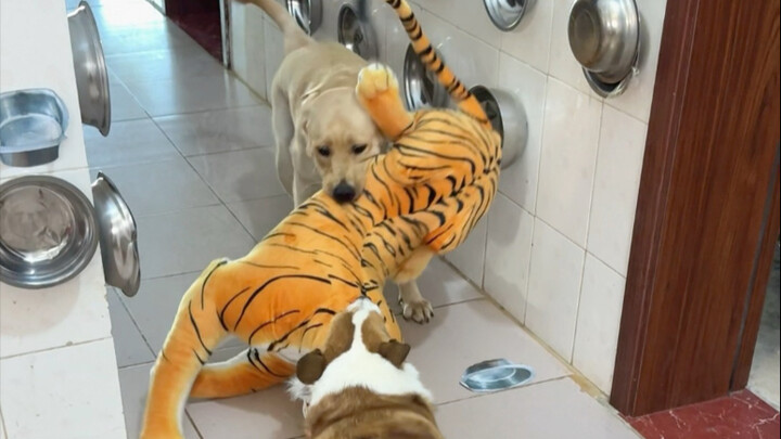 หมา: ที่แท้ก็เป็นเสือปลอมนี่เอง ทำเอาฉันตกใจหมดเลย