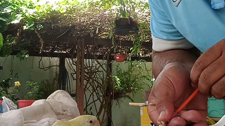 dando comida do passarinho