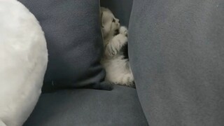 Apa yang dilakukan anak kucing saat sendirian?