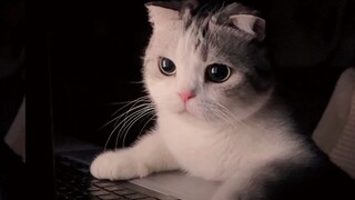 小猫咪凌晨还在很辛苦的码字当客服