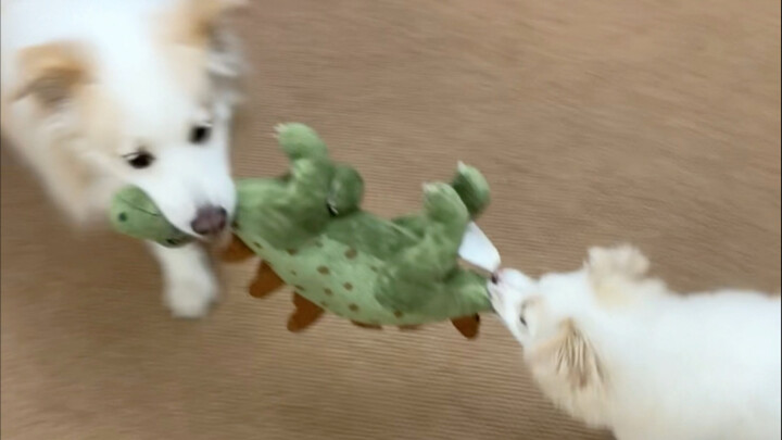 How should I put it? Little Sheep has the typical personality of a normal puppy, while Bella's non-c