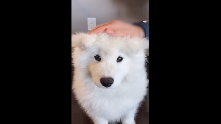 “ฮือออ น้องหมาอยากแสดงมายากลให้พี่ดูนะ: เปลี่ยนหูปุ๊บปั๊บ! ᴺ ᵒᴥᵒᶅ”