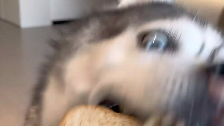 Thứ bậc thức ăn trong mắt chú chó