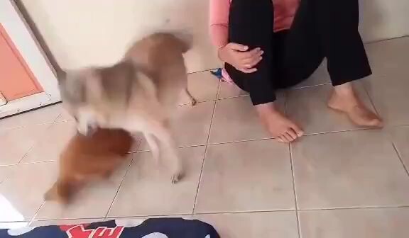 มีเพื่อนมาเล่นด้วย