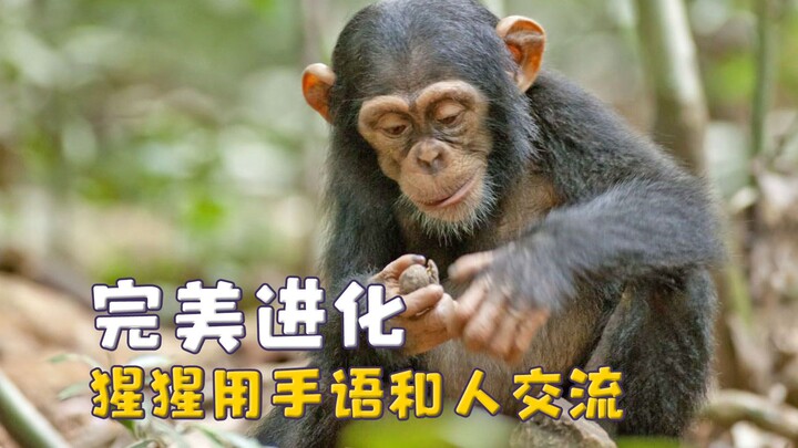 Gorillas are so smart that they use sign language to tell tourists not to feed them and they can run