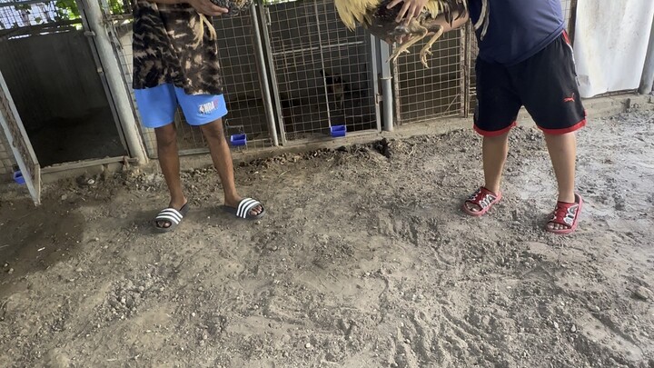 Bonsaii Bulik dina babalik