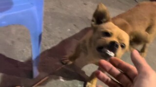 A dog that acts better than some people
