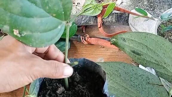 paano magpunla Ng paminta