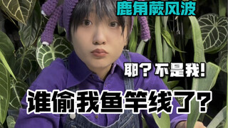 植物爱好者日常|一盆鹿角蕨引发的风波