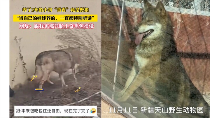 The injured “puppy” picked up by the roadside turned out to be a wolf. After two years of raising wh