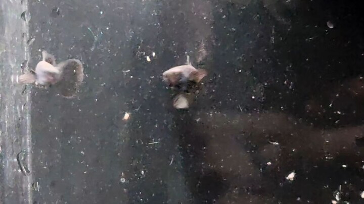 ikan gupy