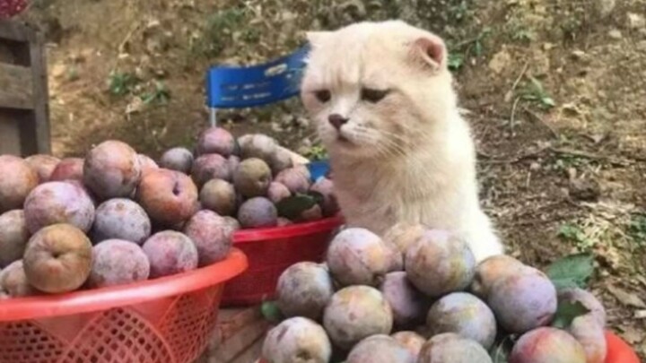Mèo: Sao vẫn chưa có ai đến mua hoa quả vậy, buồn chết mất thôi!