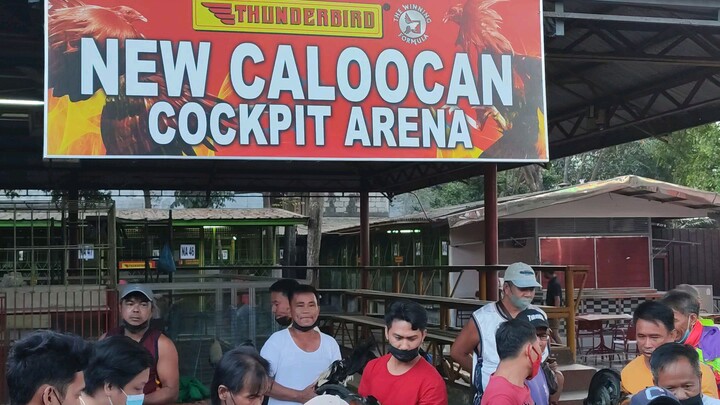 Ang pag babalik ng New Caloocan Cockpit Arena! #Sabong #Kaybiga