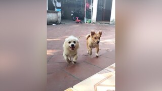 Đợi mãi chưa thấy Bo với Bơ đẻ 1 đàn con thật xinh nhỉ? Sốt ruột quá trời lun. cunyeucuadua chó chócute chó_cưng chómèo