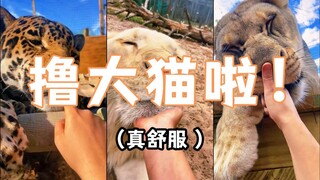 Cats will never be slaves unless they have food and shelter provided - First-person perspective expe