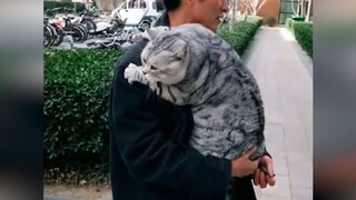 [Hewan]Hari-hari bahagia kucing yang dibesarkan oleh kakek-nenek