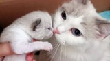Cute Cat | The Mother Cat Keeps The Kittens Closer
