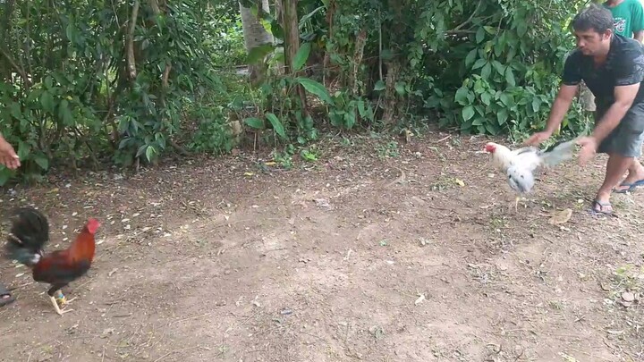 boto ninyo 😂 pula vs puti tukis