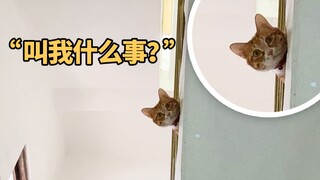 把猫带回老家后，邻居以为我养了一条狗