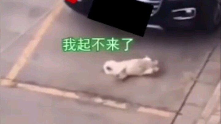 Langsung ketahuan begitu dia buka mulut, pasti lagi cari gara-gara.