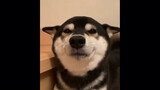 Compilation of cute Shiba Inus to melt your heart!