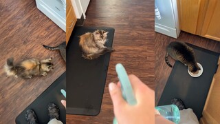 Permainan dengan kucing pelanggar kebiasaan