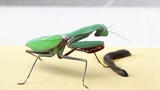 当一只螳螂遇见水蛭(蚂蝗)，螳螂会捕食成功吗
