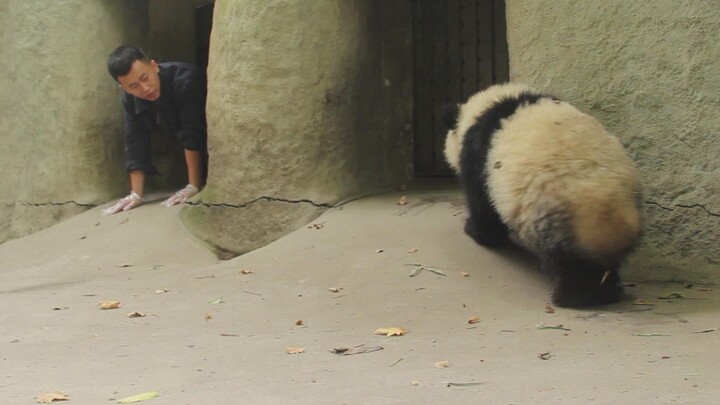 【Panda】The furthest distance