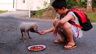 Acts Of Kindness Towards Animals from Real Life Superheroes - Animals That Asked People for Help