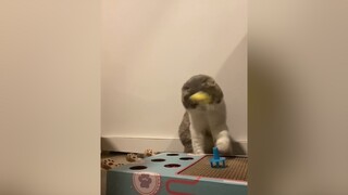 Unbox đồ chơi mới với Beo nha cutecat game catsoftiktok