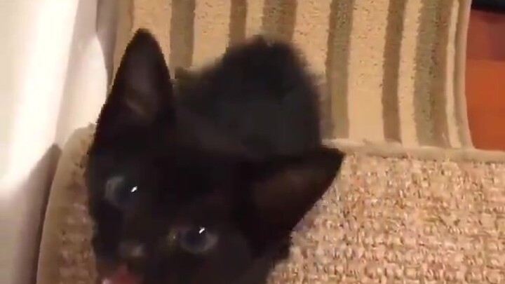 A little milk cat with an enormous lung capacity!! So cute!