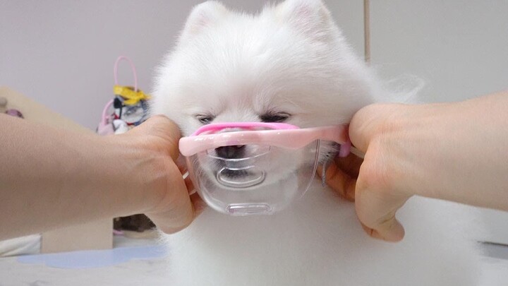 An awesome little dog who can put on a bite-proof muzzle all by himself!