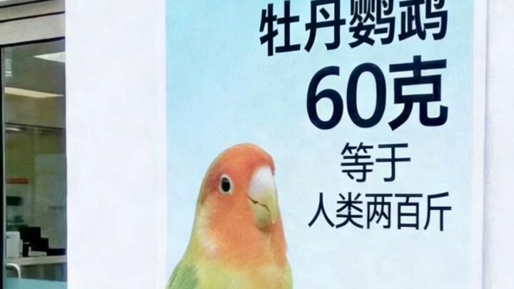น้ำหนัก 60 กรัมของนกแก้วเทียบเท่ากับคนหนักสองร้อยจิน 😱