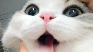 【日常】一直抱住猫咪不让走，猫咪发出了哼哼唧唧的奶叫声！萌化了！